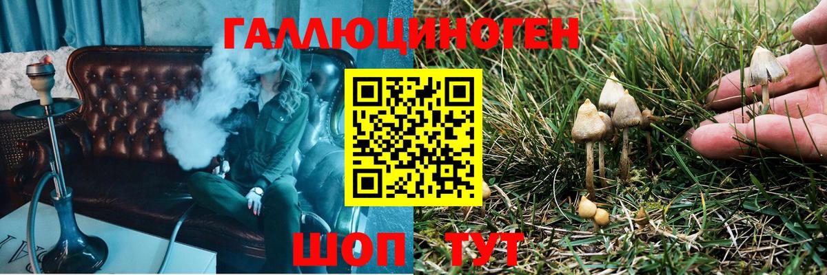 Сертолово  где найти   Вход с VPN  Псилоцибиновые грибы Cubensis 